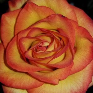 Meet your Posher, Mandi